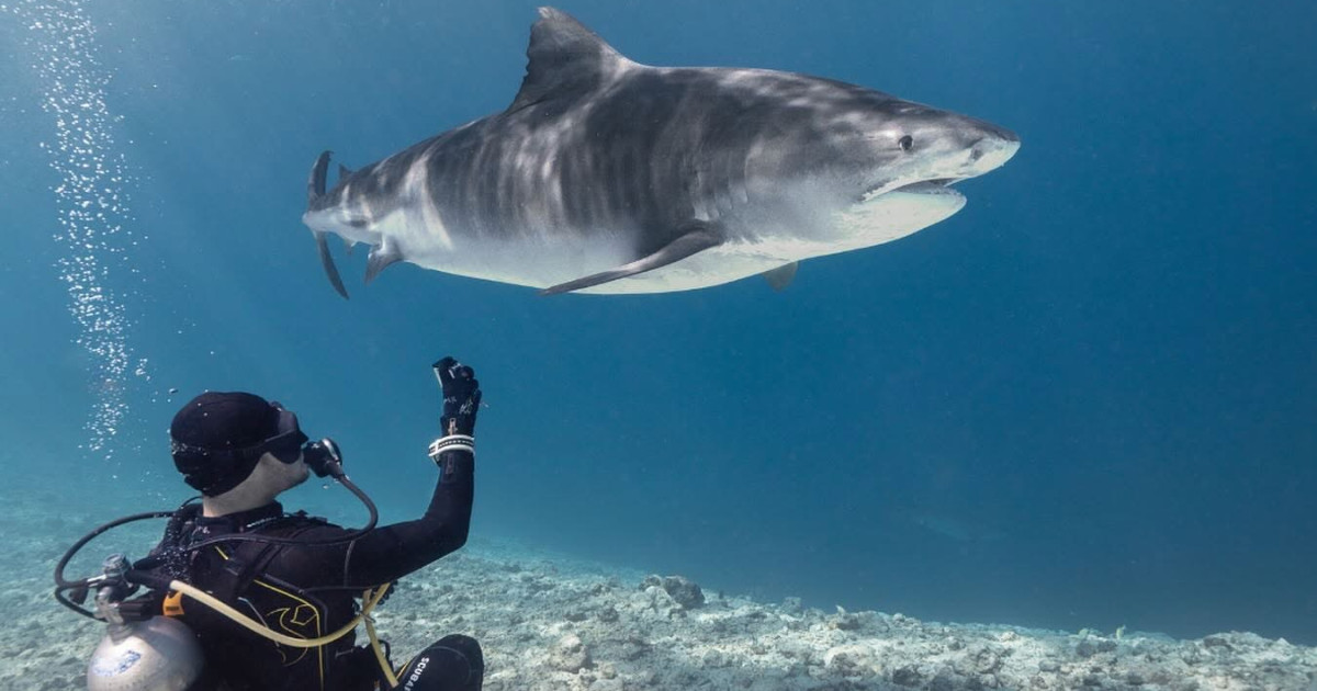 Dhuniyege Emme Gina Tiger Shark Fuvahmulakuga