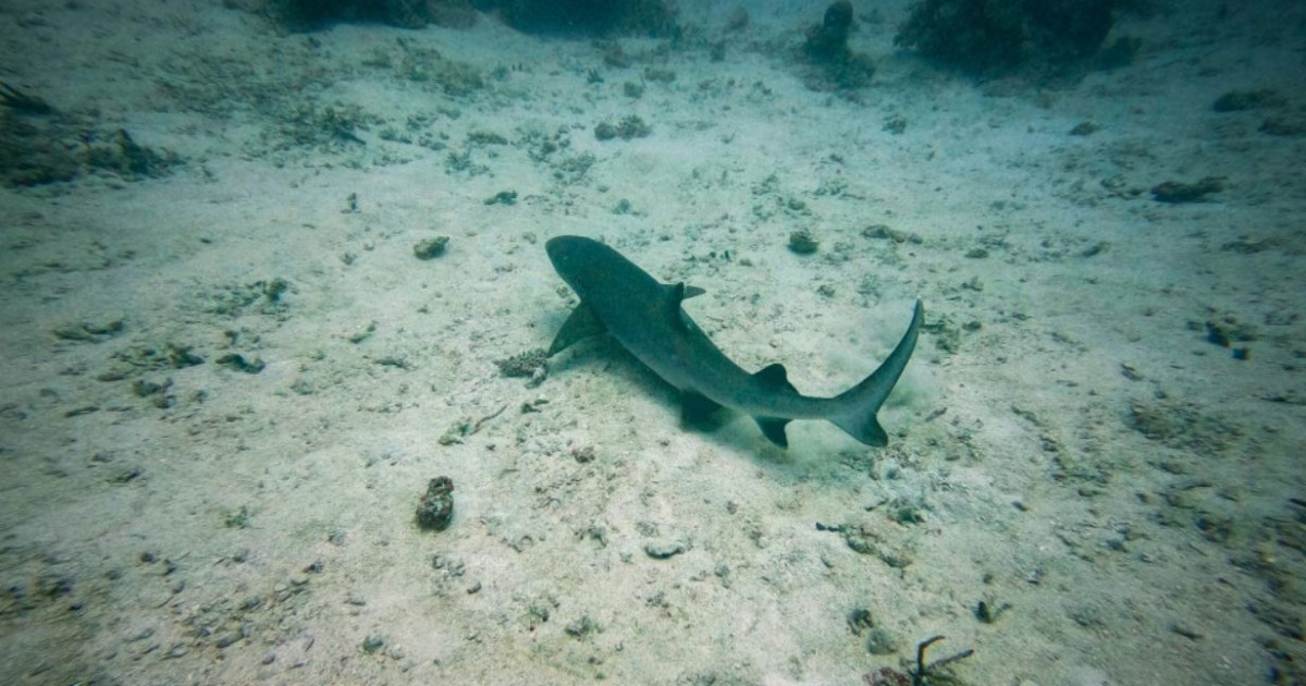 Raajje ah miyaru balan Anna touristun rovvaalaifi