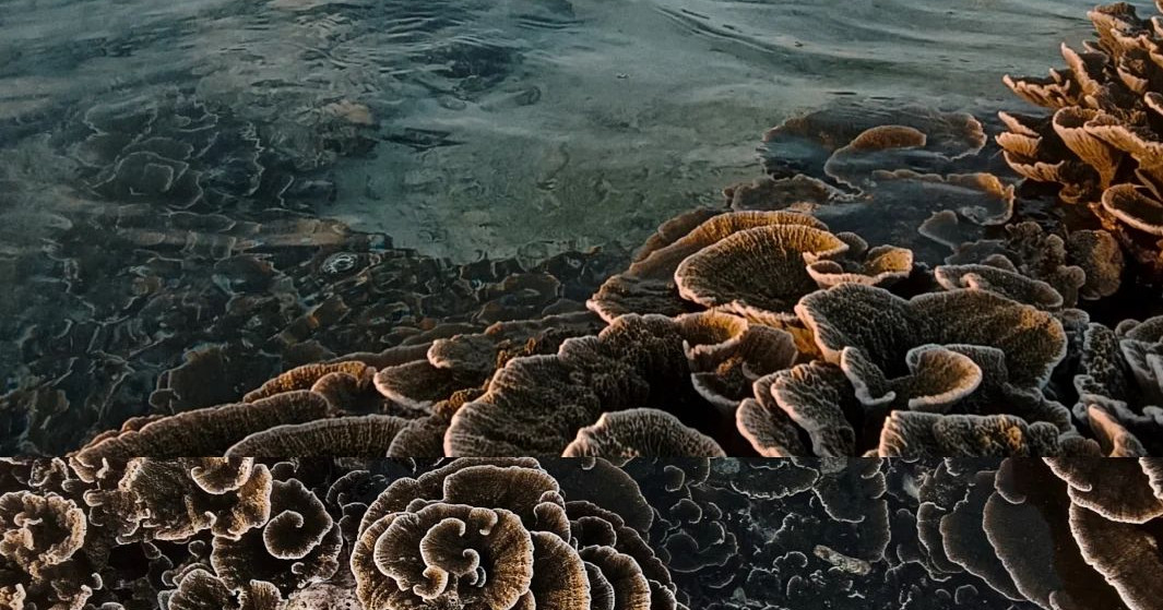 Enmen ge bucket list ah vaikaradhoo muraka bageechaa