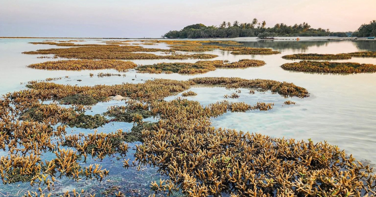 Vaikaradhoo ah fahu Manadhoo ai Funadhoo: Muraka bageechaa ge moosumeh