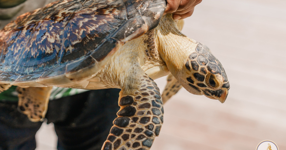 Kulhudhuffushi Mashi kulhi ah dhookohli kahanbu alun moodhah